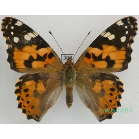 Vanessa cardui (Linnaeus, 1758) ex. ovo, Rusałka osetnik Czech30d